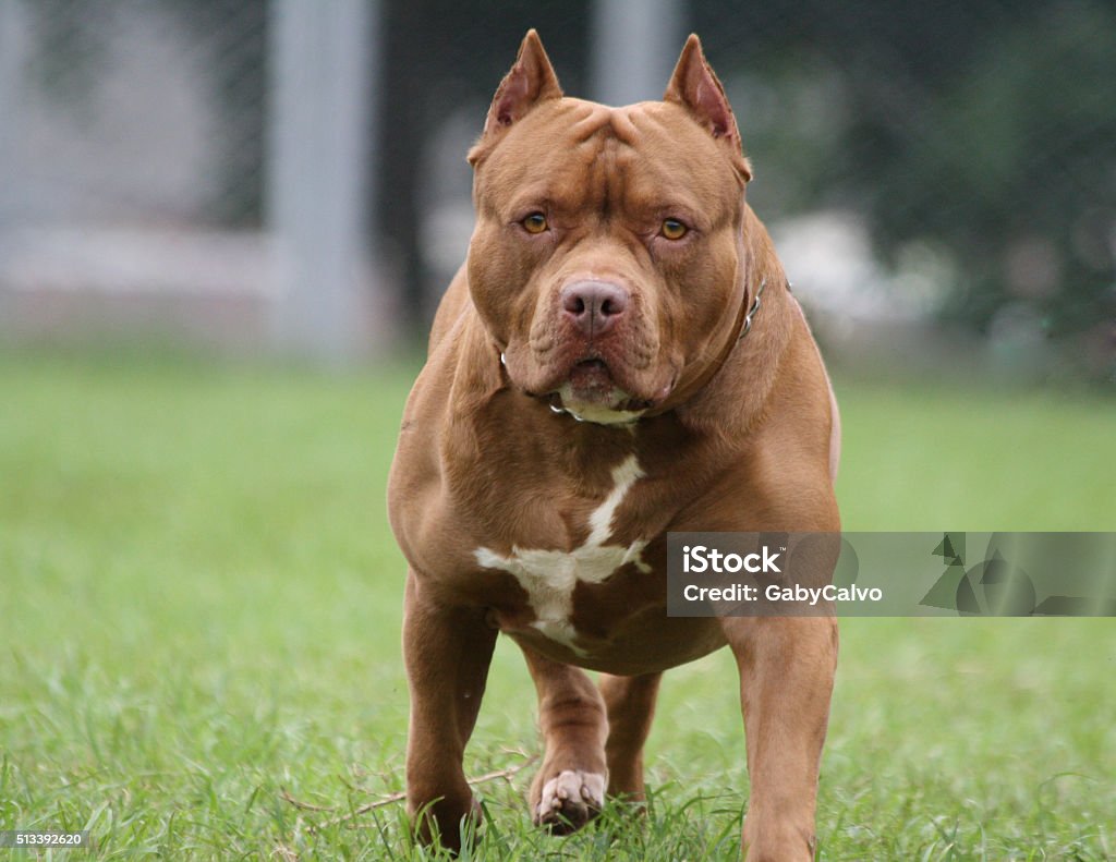 Big Dog Stock Photo - Download Image Now - Pit Bull Terrier, Dog ...