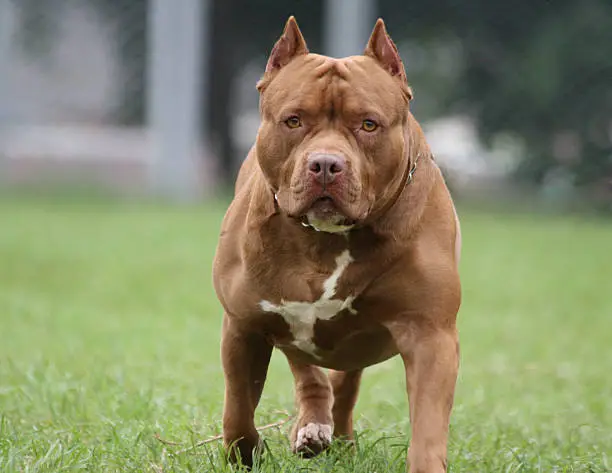 Pitbull Dog, Photo took in Heredia Costa Rica