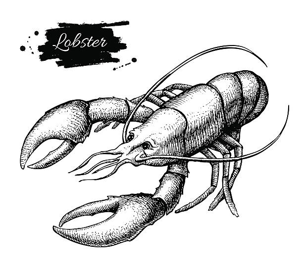 ilustraciones, imágenes clip art, dibujos animados e iconos de stock de vector de ilustración vintage de langosta. monocromo dibujado a mano, pescados y mariscos, illinois - lobster