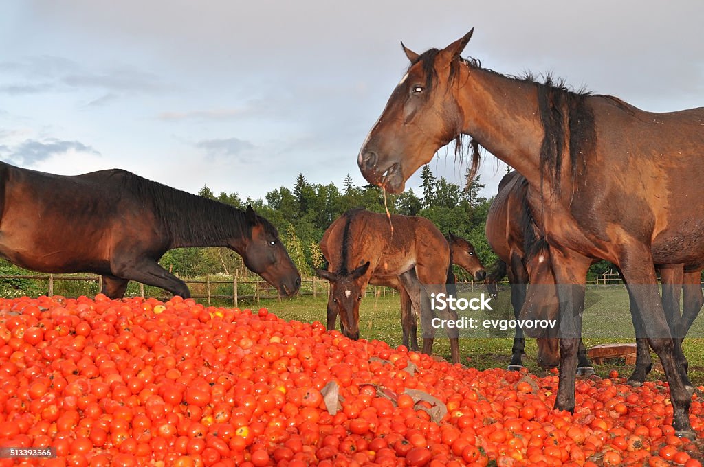 Can Horses Eat Tomatoes