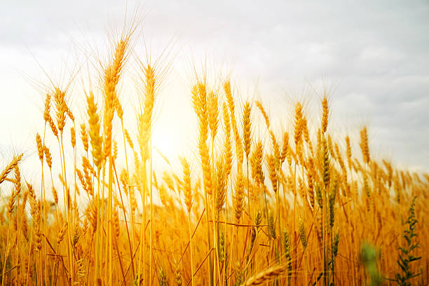 istock golden wheat field and sunset 513393617