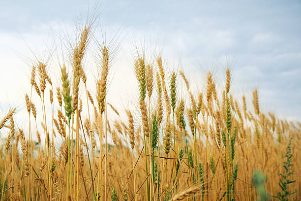 istock golden wheat field and sunset 513393619