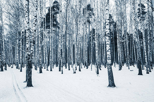 bouleau grove. - forest road nature birch tree photos et images de collection