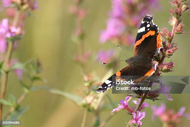 Red Admiral Stock Photo - Download Image Now - Butterfly - Insect, Horizontal, Insect