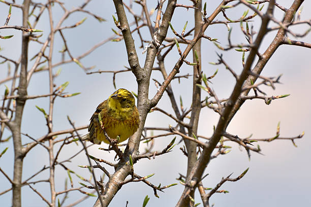 istock Yellowhammer on the branch 513394318