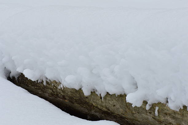 istock Wood trunk of the fallen tree under white snow cover 513394546