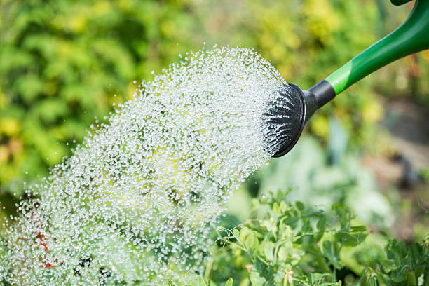 istock Garden Giessen Watering can 513394555