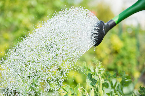 istock Garden Giessen Watering can 513394557