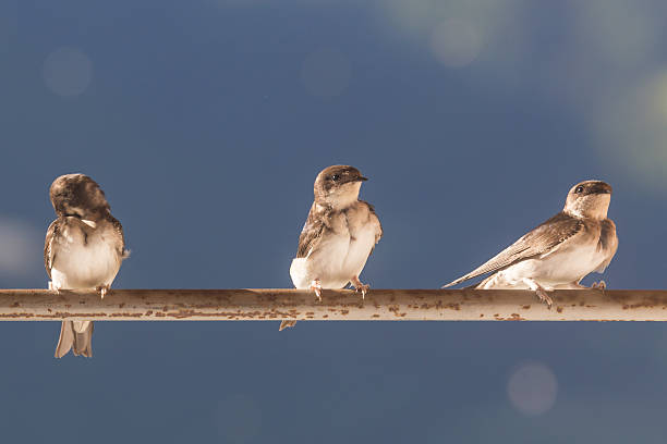 istock Birds (Swallows) on a crossbar 513395725