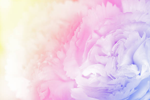 istock sweet color carnation in soft and blur style for background 513396033