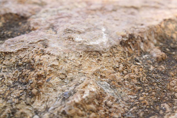 istock Rock Rice fossil 957 513396397