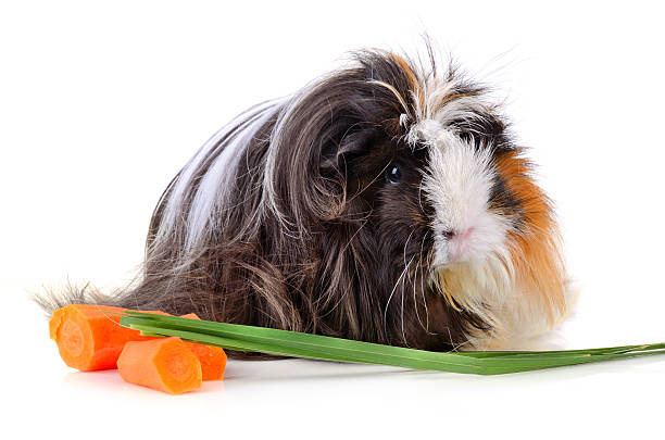 istock Long hair juinea pig 513397107