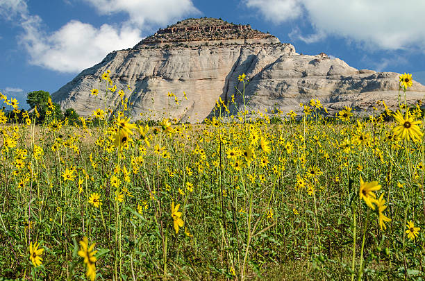 Boulder Sunflower Field Field of sunflowers in Boulder, Utah. garfield county montana stock pictures, royalty-free photos & images