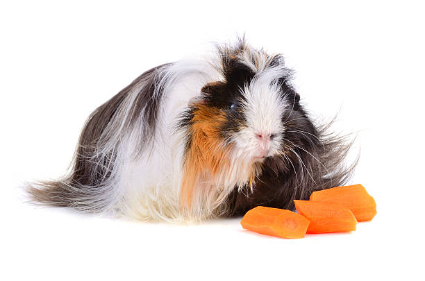 istock Guinea pig eating vegetables 513398095