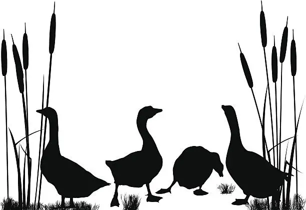 Vector illustration of Goose and ducks silhouettes