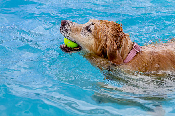 istock Dogs Swimming in Public Pool 513399489