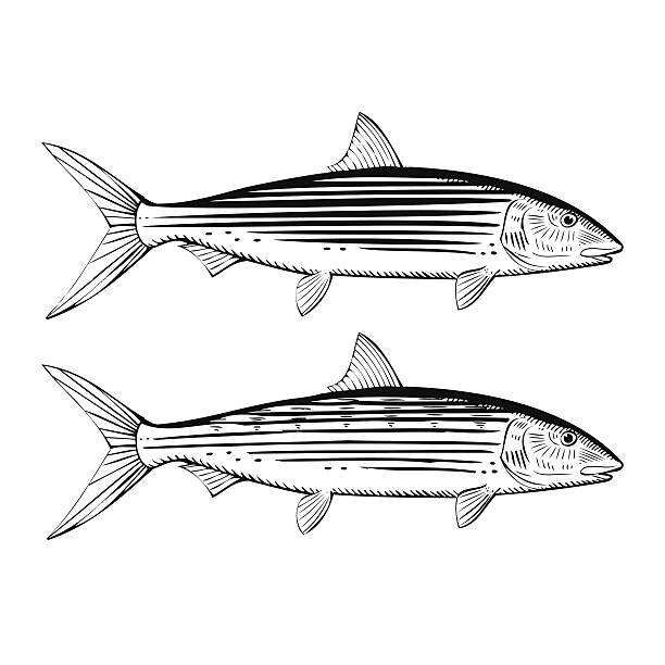 illustrations, cliparts, dessins animés et icônes de banane de mer - bonefish
