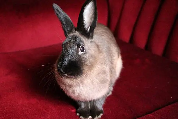 Cottontail bunny perched on a velvet couch.