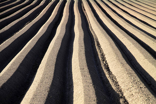 furrows para cultivo de zanahoria - ackerfurchen fotografías e imágenes de stock