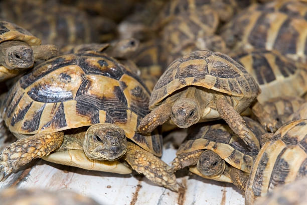 istock Crowd of smuggled Hermann's tortoises (Testudo hermanni) 513415735