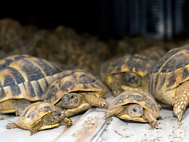 Crowd of smuggled Hermann's tortoises (Testudo hermanni) in the quarantine section of Szeged Zoo. They were found in the Serbian border.