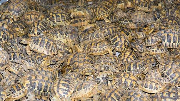 Crowd of smuggled Hermann's tortoises (Testudo hermanni)
