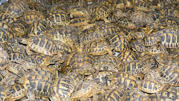 Crowd of smuggled Hermann's tortoises (Testudo hermanni) in the quarantine section of Szeged Zoo. They were found in the Serbian border.