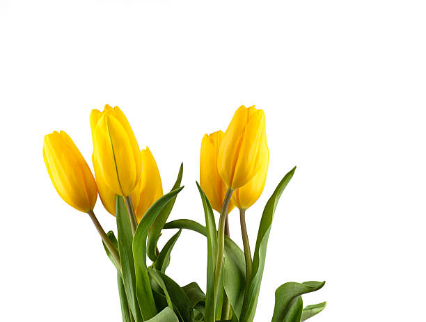 istock Yellow fresh spring tulips isolated on white background. 513416065