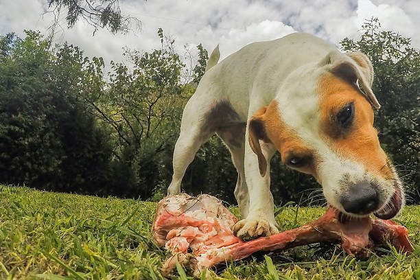 istock Jack Russell Terrier Dog Exited By His Big Bone 513416110