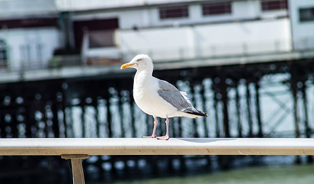 istock Adult Seagull 513416441