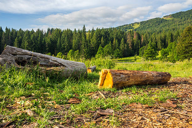 log on a hillside near the  forests