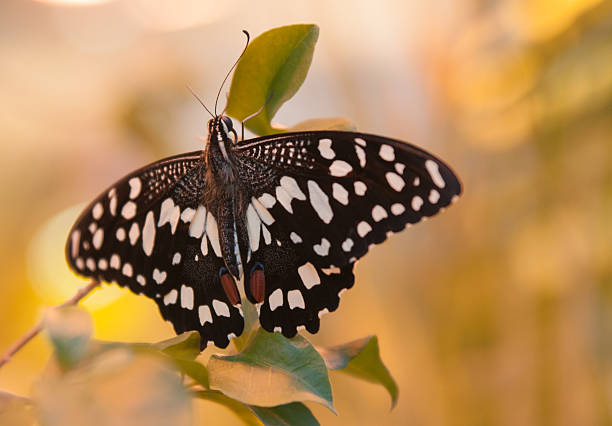 istock Butterfly on the yellow background 513416971