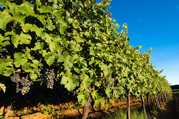 istock Ripe Blue Grapes in Sunny Vine Yard 513417225