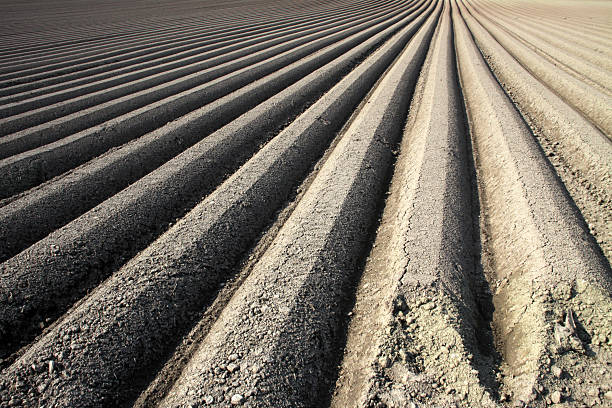 furrows para cultivo de zanahoria - ackerfurchen fotografías e imágenes de stock