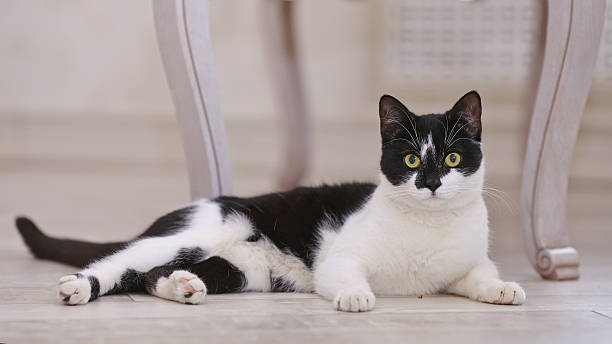 istock Black-and-white domestic cat lies 513418634