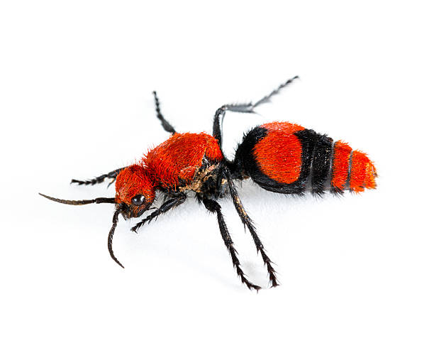 istock Cow Killer or Velvet ant in isolated macro 513418791
