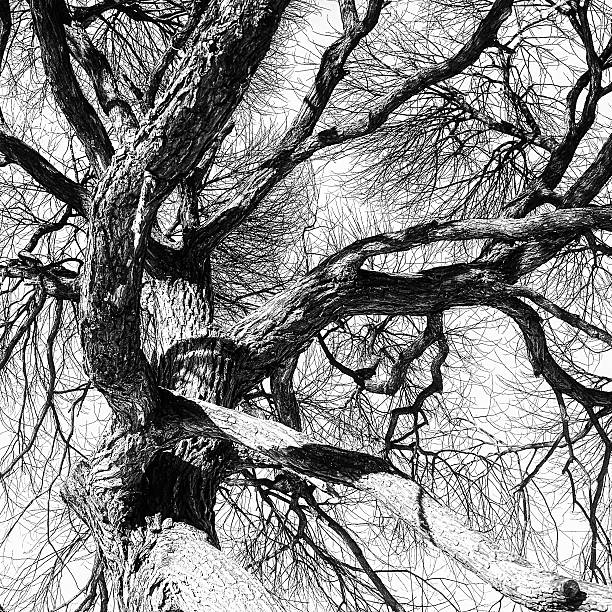 istock Big branch of a tree against the sky 513419012