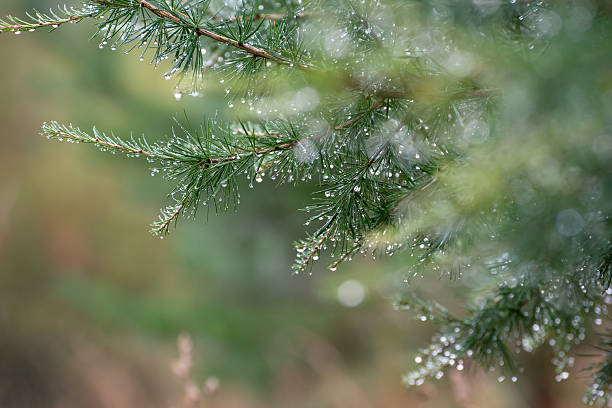 istock Branch of a coniferous tree with drops of water 513419210