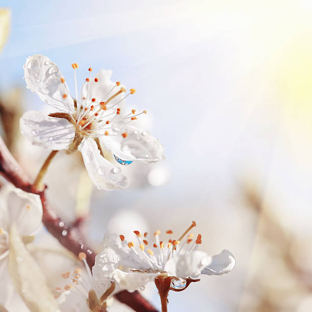 istock Cherry blossom close-up in sunshine 513419564