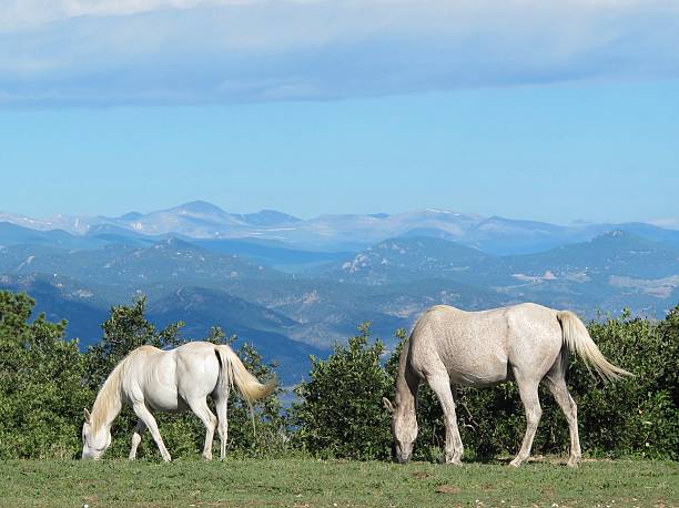 Mountain Grazing Two white horses graze outside Castle Rock, Colorado, with the Rocky Mountains setting a nice background for the scene. Castle Rock stock pictures, royalty-free photos & images