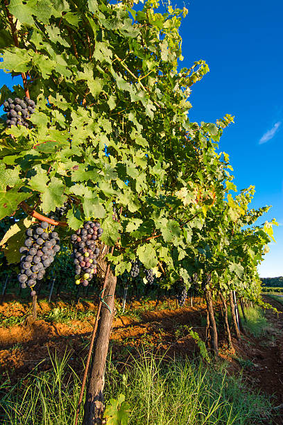 istock Ripe Blue Grapes in Sunny Vineyard 513419857