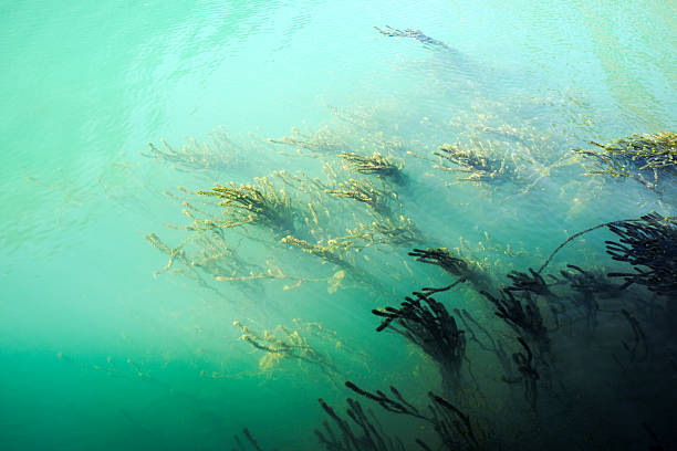 istock Murky ocean water and sea grass 513420146