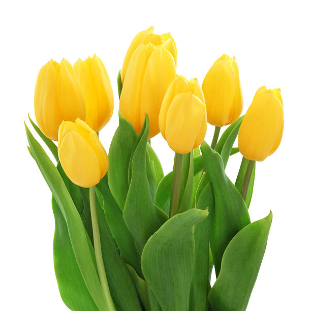 желтые тюльпаны букет (с путем - yellow tulip стоковые фото и изображения