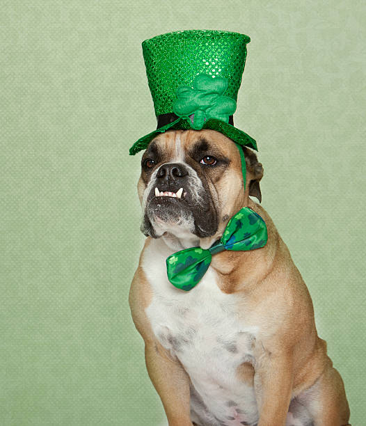 istock Bulldog dressed for St. Patrick's Day 513420530