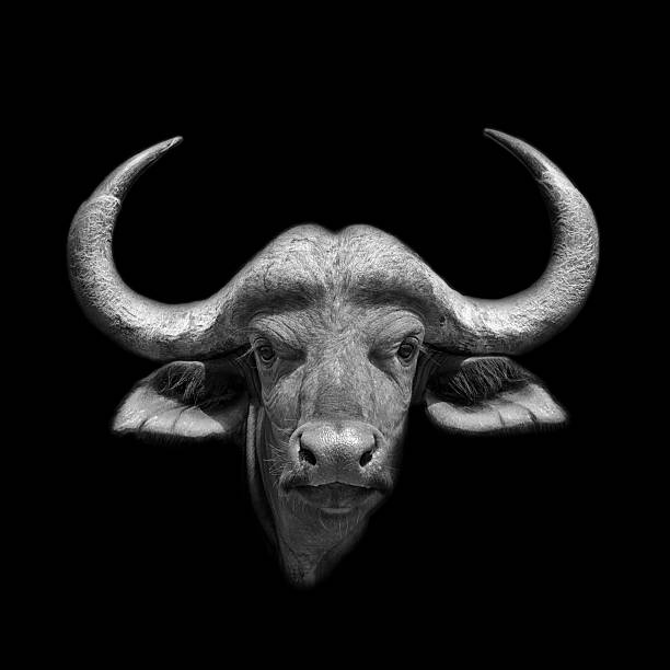 istock Young African Buffalo Portrait 513421070