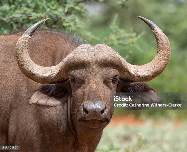 Young African Buffalo Portrait Stock Photo - Download Image Now - Africa, African Buffalo, Animal