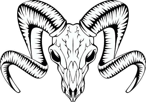 illustrazioni stock, clip art, cartoni animati e icone di tendenza di ram teschio - goat skull