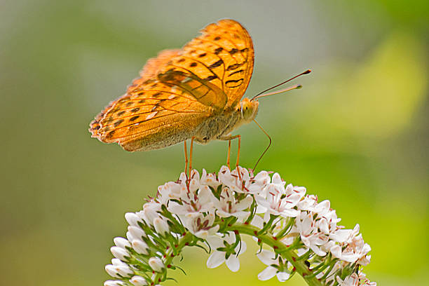 Silver Washed Fritillary Butterfly. Silver Washed Fritillary Butterfly Drinks Honey from Lysimachia Clothroides. silver washed fritillary butterfly stock pictures, royalty-free photos & images