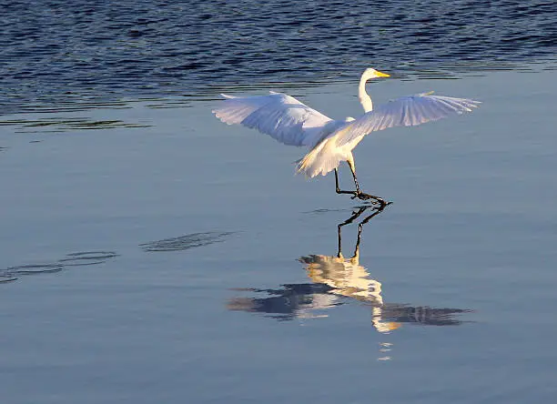 Photo of Soft Landing on Water Great White Heron