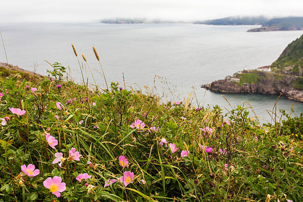 istock wild roses at The Narrows, St. John's 513421715